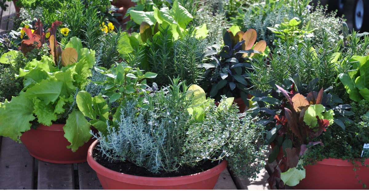Selection of plants in pots
